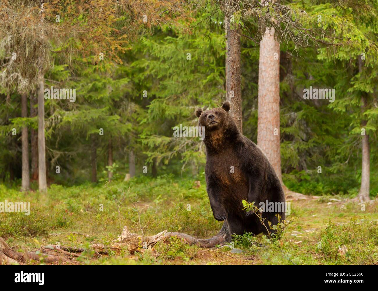 Rear legs hi-res stock photography and images - Alamy