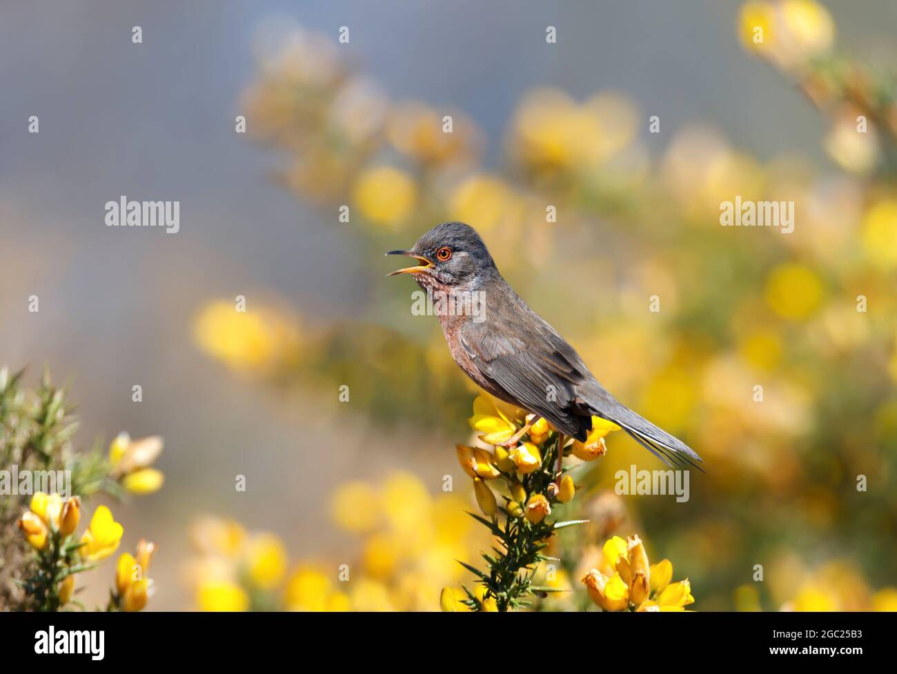 Close up of a perching Dartford warbler in a gorse bush, UK. Stock Photo