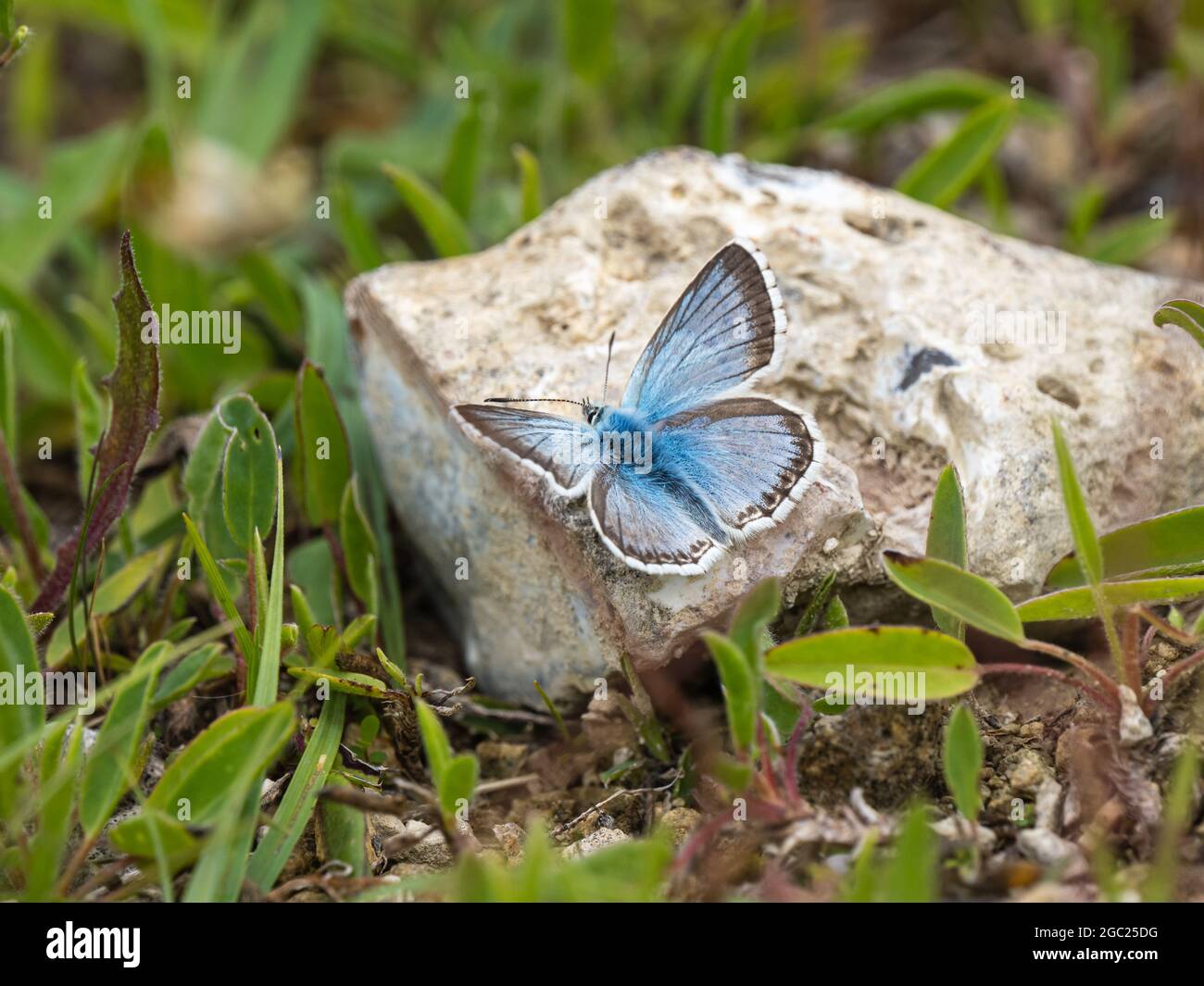 Chalkhill Blue Butterfly Resting on a Stone Stock Photo Alamy