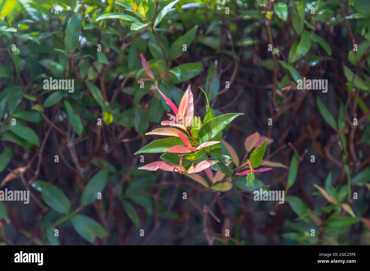 Red leaf photinia of Photinia glabra Robin. Flower's leaves are raised to receive soft sunlight in the morning Dense green leaves with red flowers. Co Stock Photo