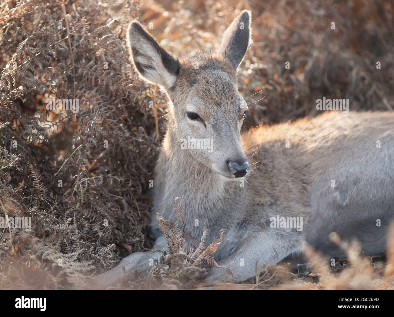 Close up of a young red deer lying in the bracken in autumn, UK. Stock Photo