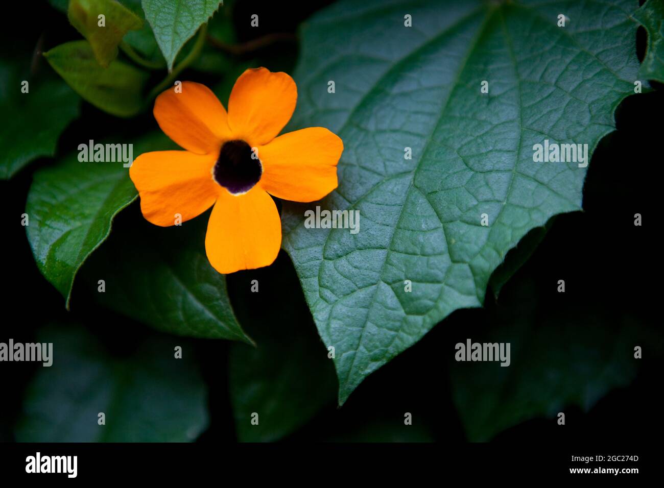 Black-Eyed Susan Flower (Thunbergia Alata). Stock Photo