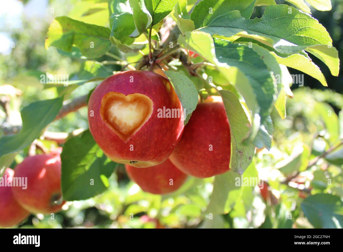 a apple with a carved heart on the apple tree Stock Photo