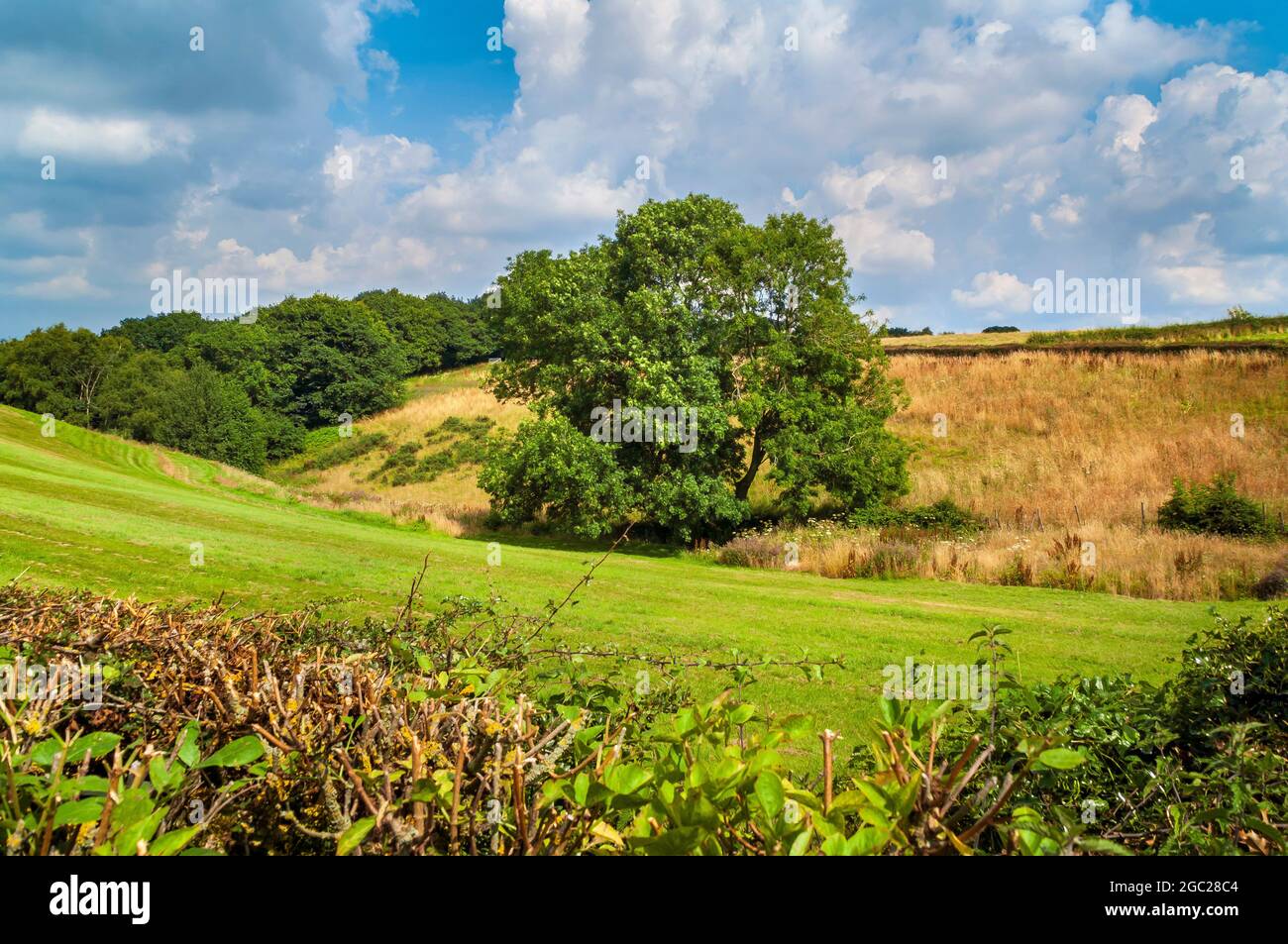Green fields near the tip of Pearson's Wood, in high summer with a blue
