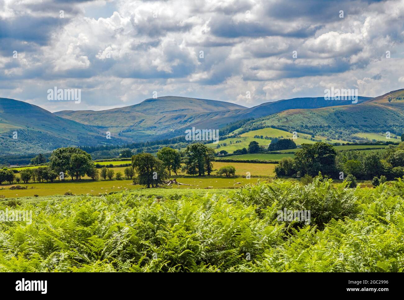 Looking towards Fan Fawr in the Central Brecon Beacons from Mynydd Illtyd Common in August Stock Photo