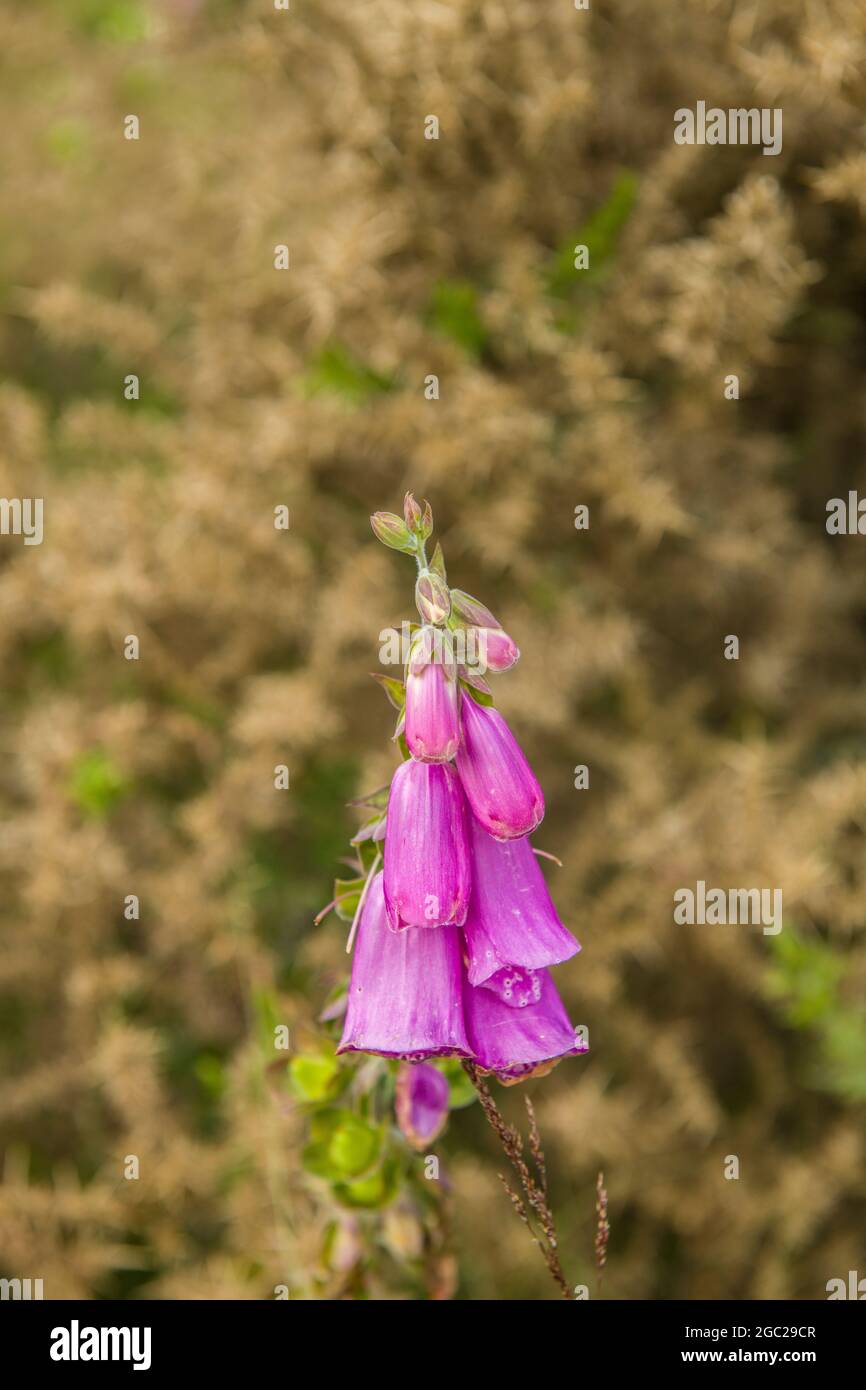 Foxglove Flower or Digitalis growing on Mynydd Illtyd Common BrecoBeacons in Summer Stock Photo