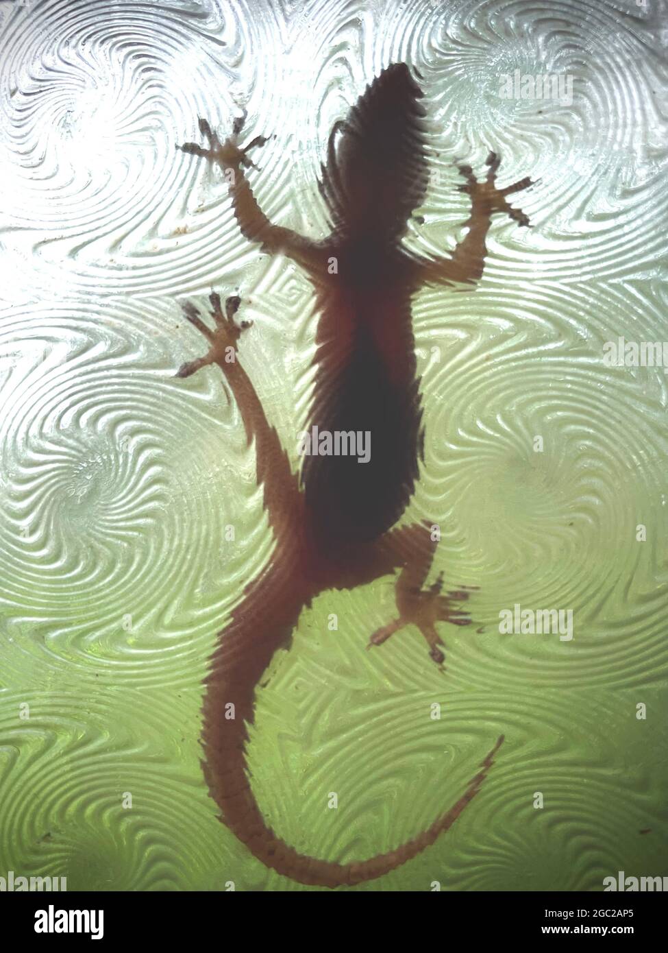 lizard behind a window pane Stock Photo