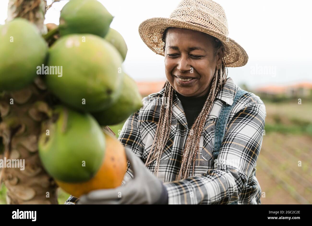 Senior African farmer working in countryside harvesting papaya tropical fruits - Farm lifestyle people concept Stock Photo
