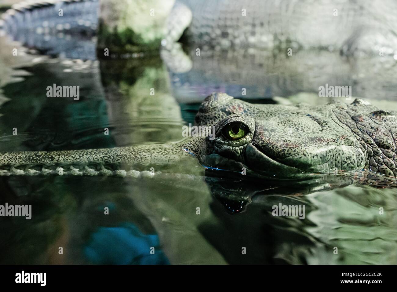 The crocodile gavial indian in water in the Zoo. Close up of the head of a gharial Stock Photo