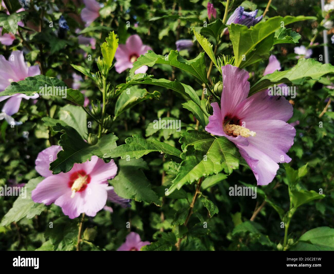Closeup shot hawaiian hibiscus hi-res stock photography and images - Alamy