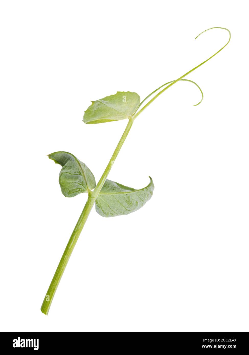 Fresh green pea leaves isolated on white background Stock Photo Alamy