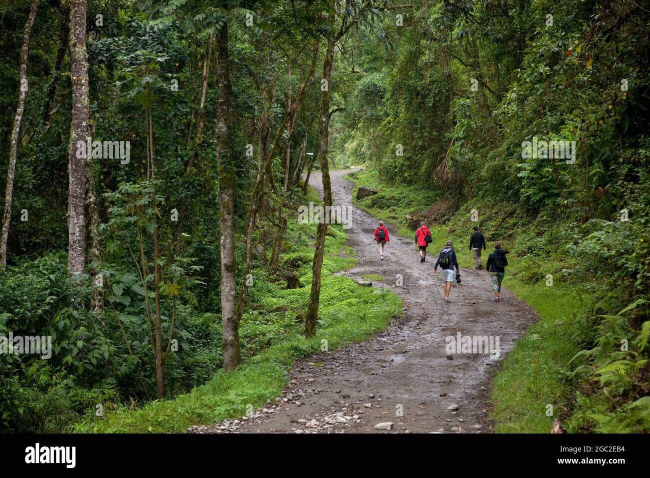 Hikers in the Cocora Valley, Colombia. Stock Photo