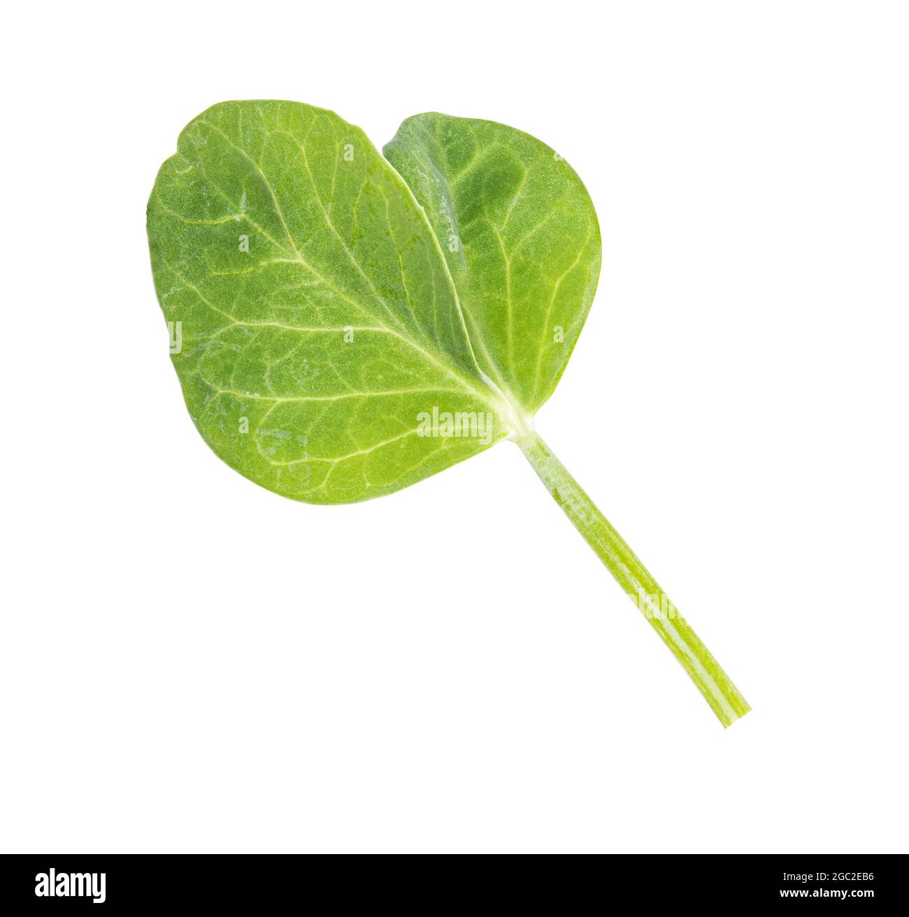 Fresh green pea leaves isolated on white background Stock Photo Alamy