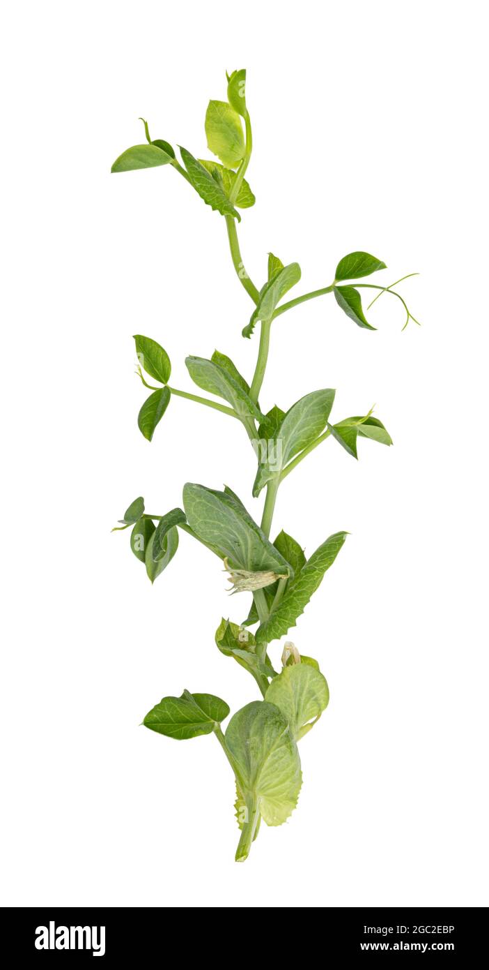 Fresh green pea leaves isolated on white background Stock Photo Alamy