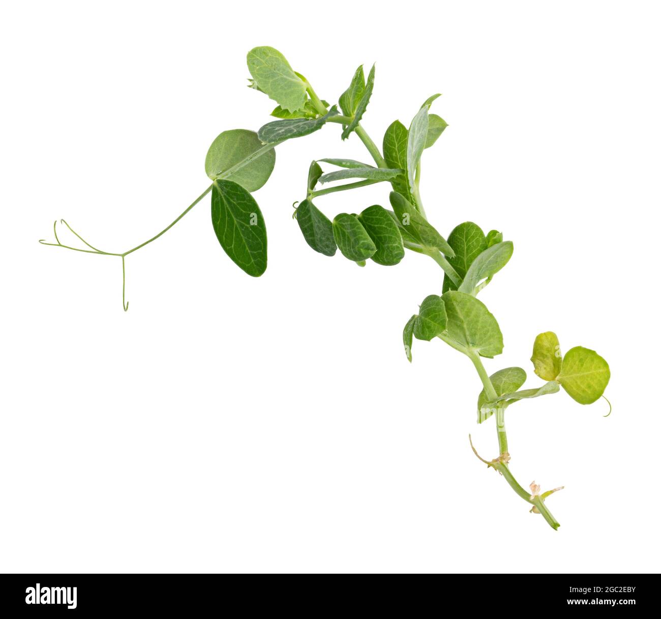 Fresh green pea leaves isolated on white background Stock Photo Alamy