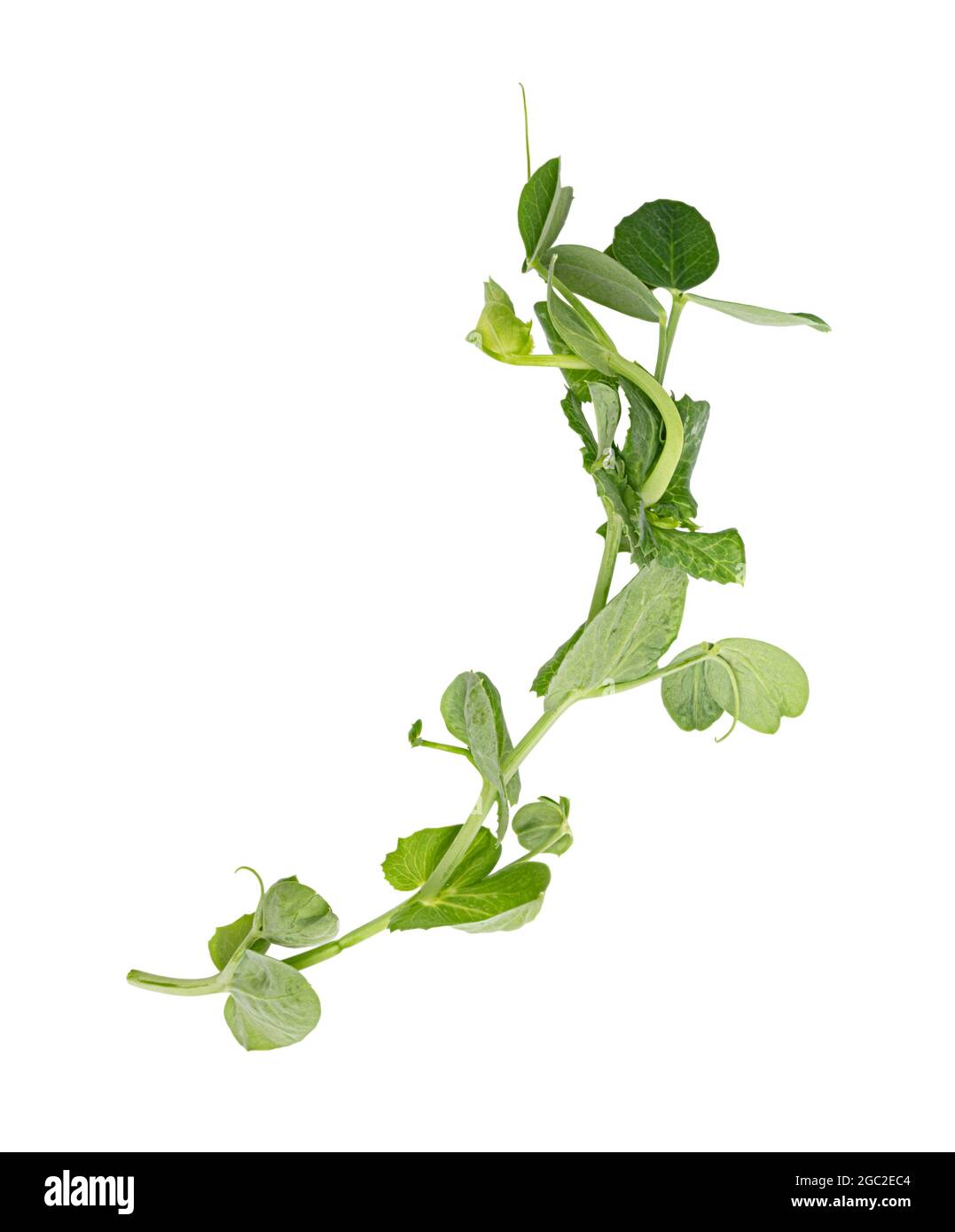 Fresh green pea leaves isolated on white background Stock Photo Alamy