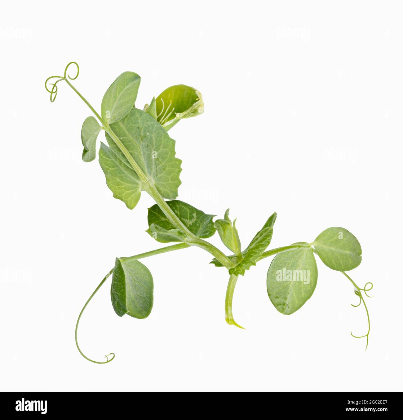 Fresh green pea leaves isolated on white background Stock Photo Alamy