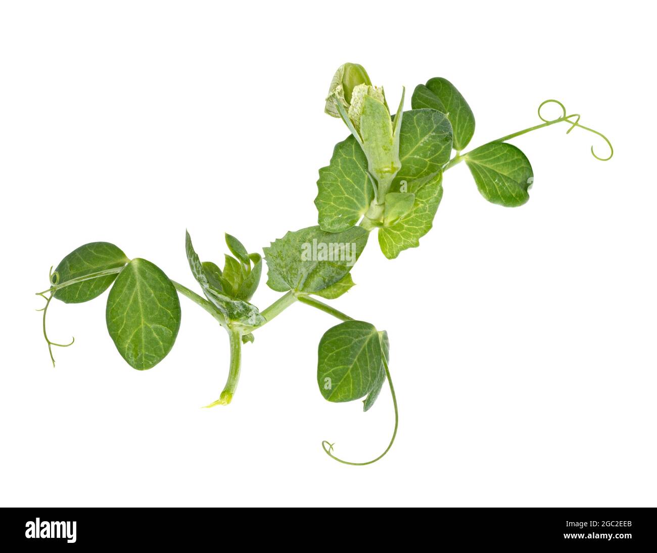 Fresh green pea leaves isolated on white background Stock Photo Alamy