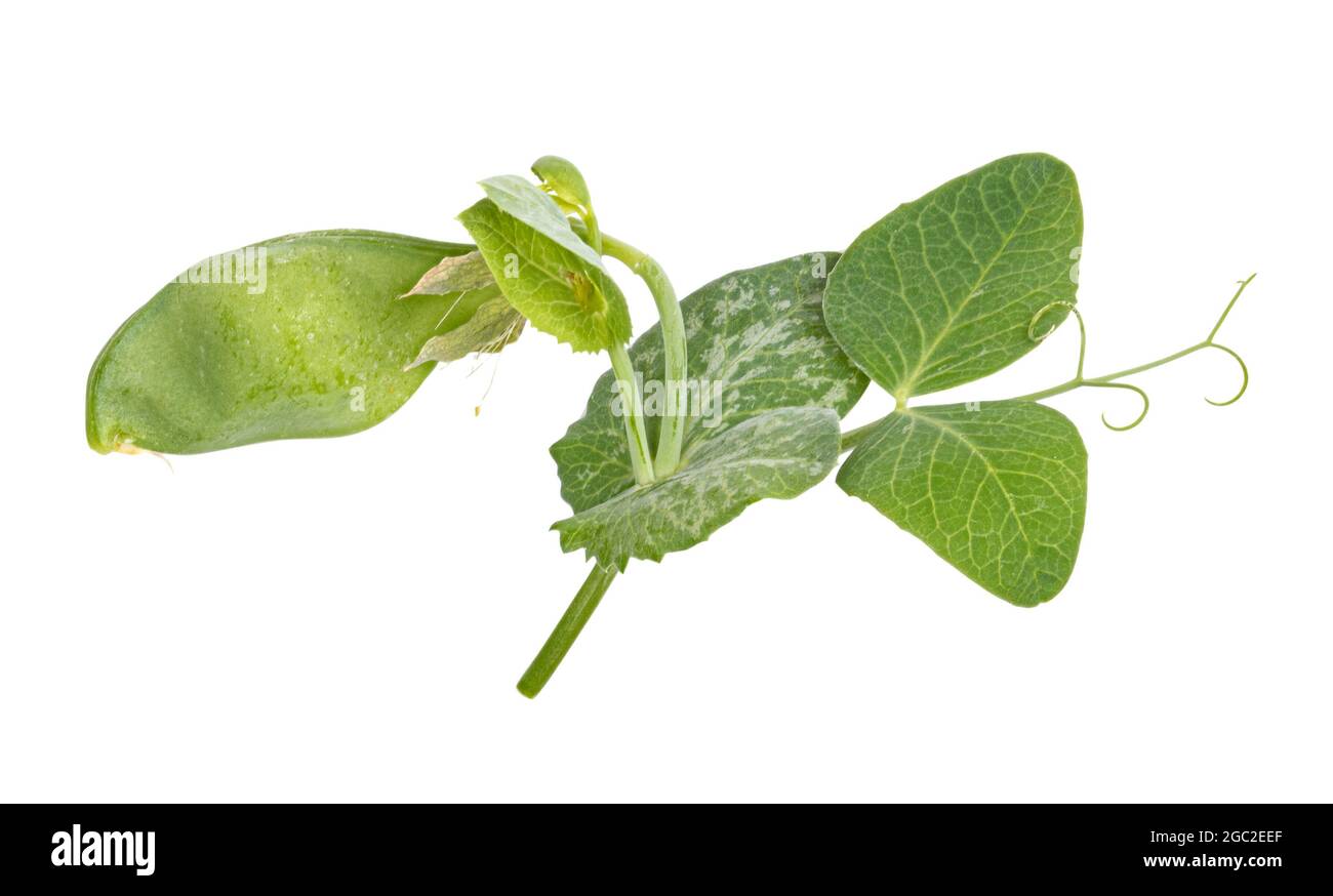 Fresh green pea leaves isolated on white background Stock Photo Alamy
