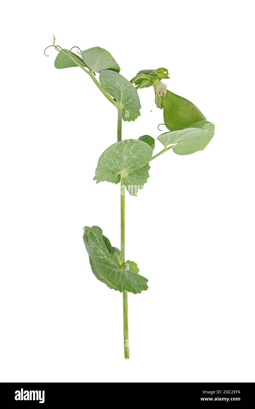 Fresh green pea leaves isolated on white background Stock Photo Alamy