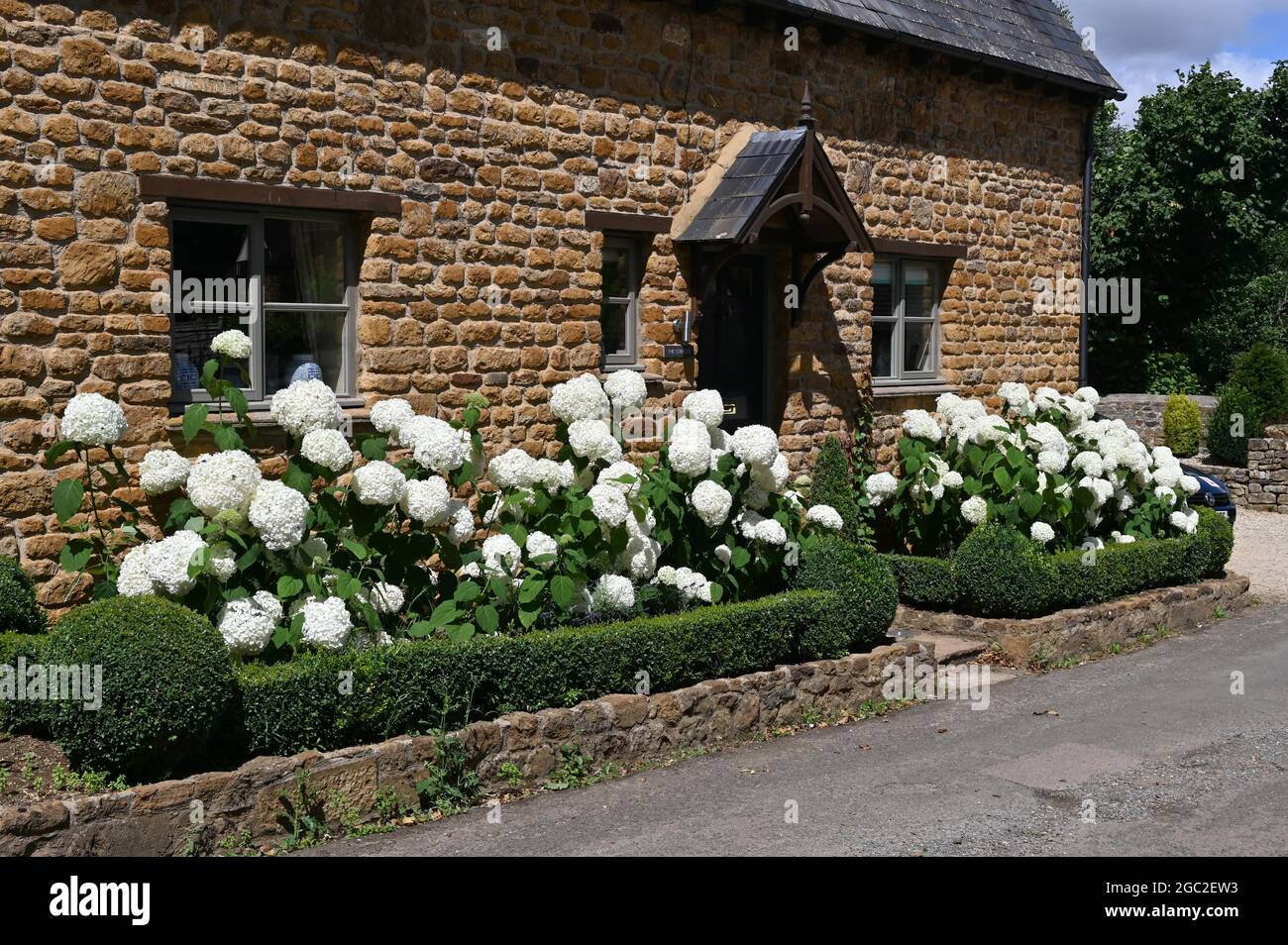 Hydrangeas in flower growing in the garden of a house in the north