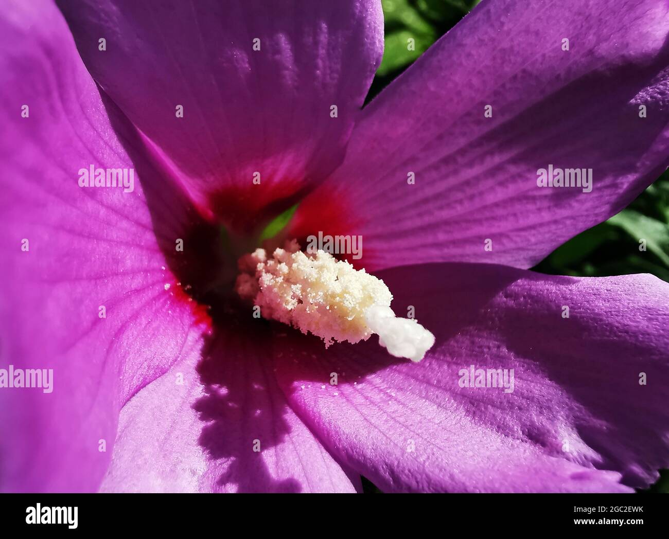 Closeup shot hawaiian hibiscus hi-res stock photography and images - Alamy
