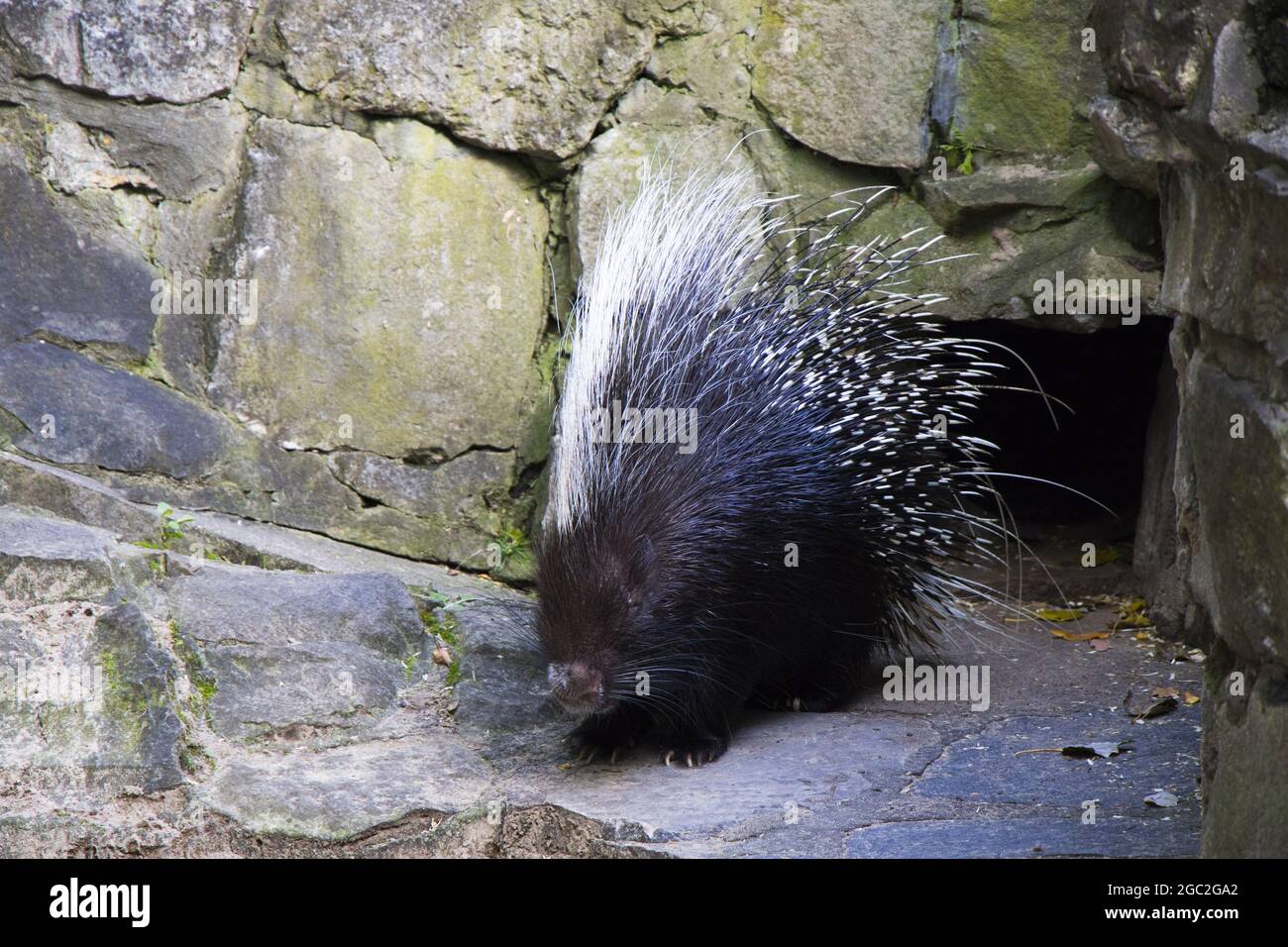 Porcupine zoo hi-res stock photography and images - Alamy