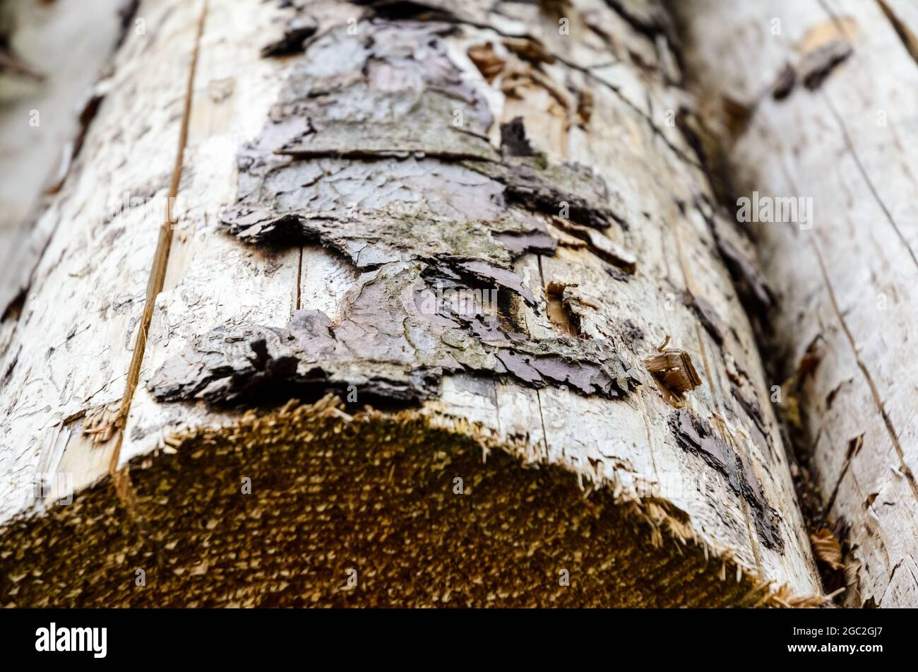 Tree bark peeling off of a felled tree trunk, closeup view, abstract