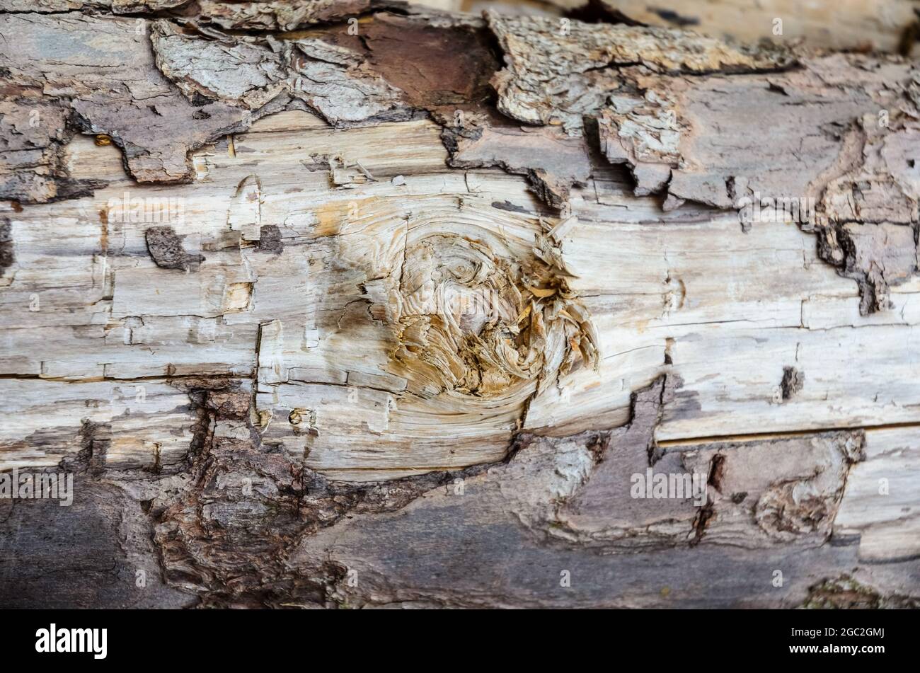 Closeup view of tree bark peeling off of a felled tree trunk, abstract