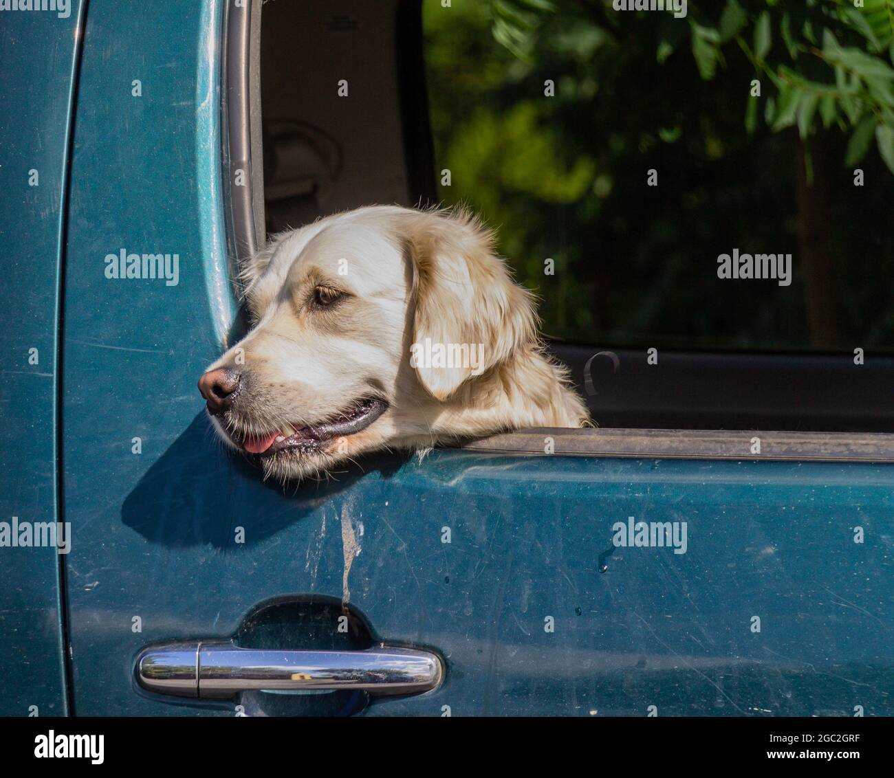 Golden Retriever Dog looking out car window Stock Photo