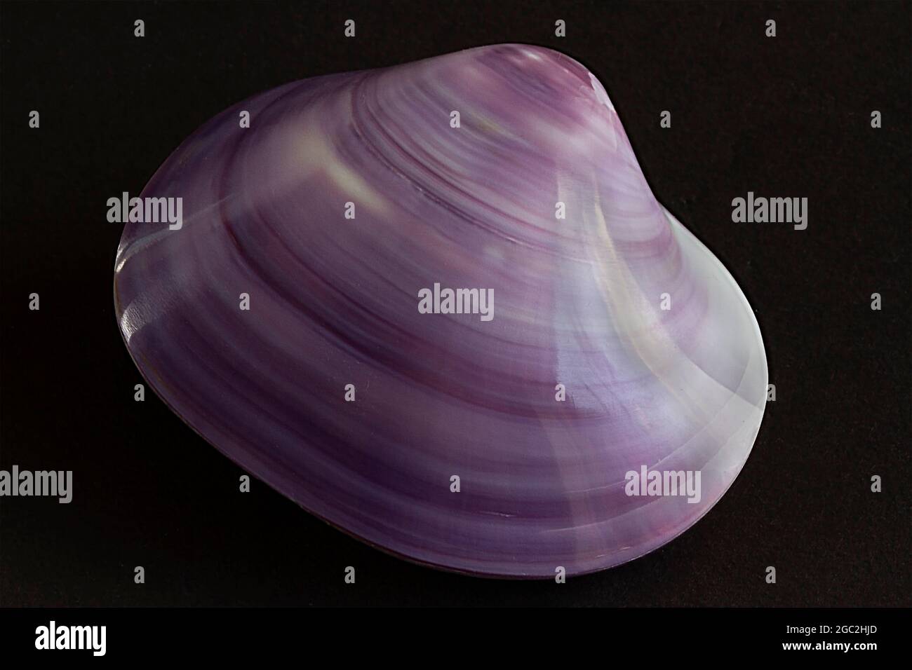 The Violet Clam originated in the Far East but had become relatively common around Vancouver on the West Coast. Stock Photo