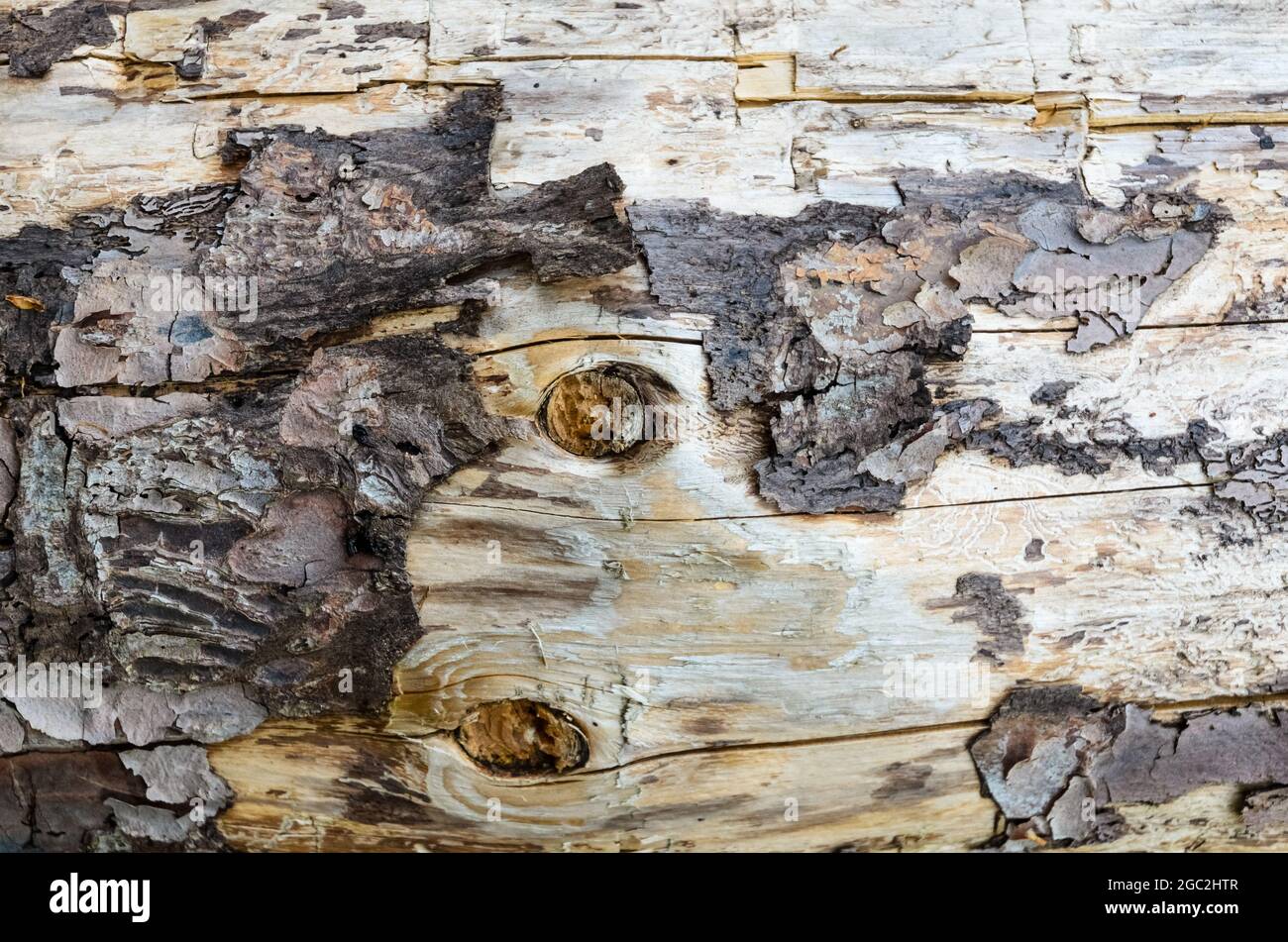 Tree bark peeling off of a felled tree trunk, closeup view, abstract