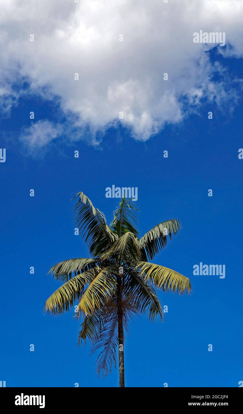 Palm tree (Euterpe edulis) and blue sky, Ouro Preto, Brazil Stock Photo