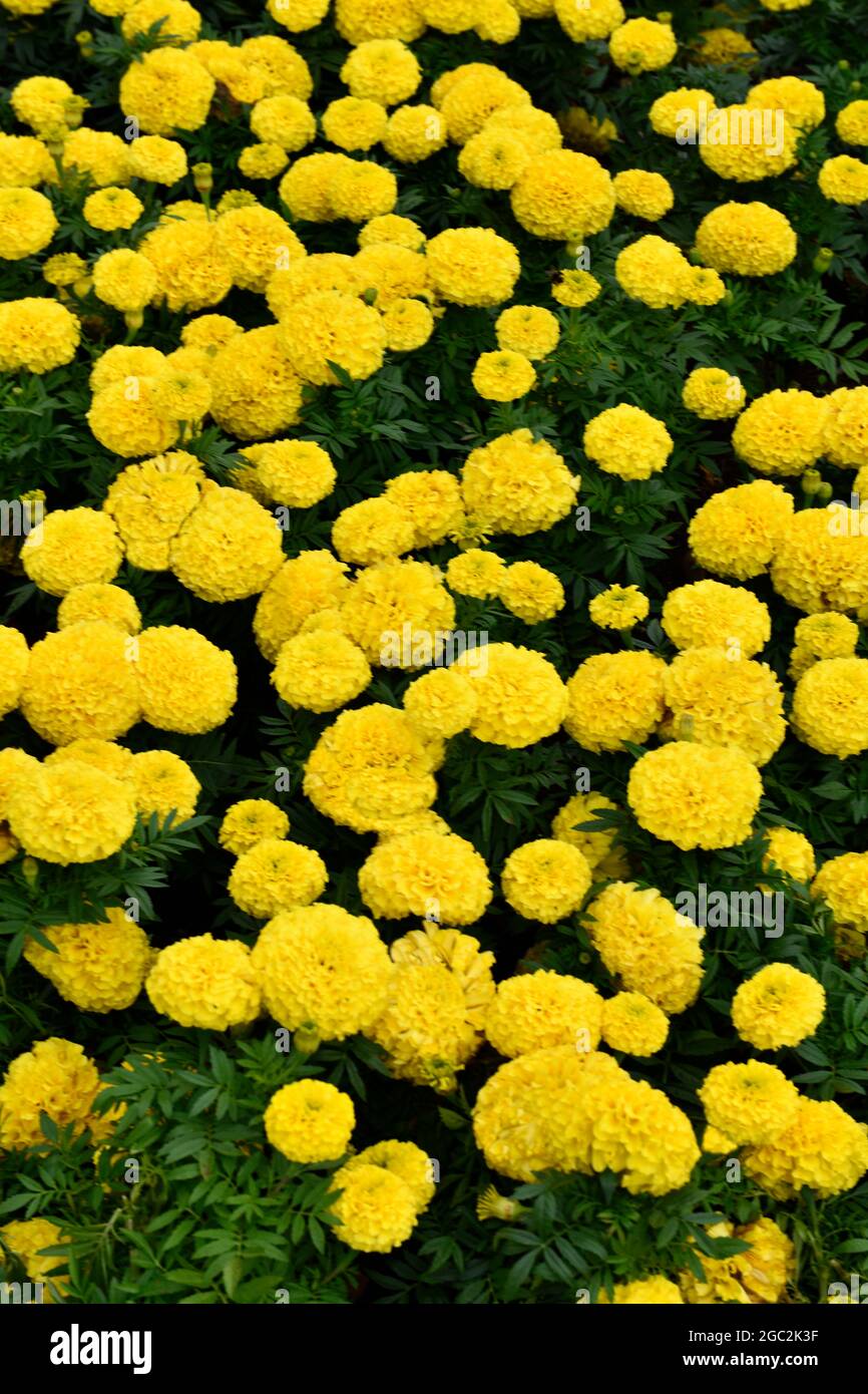 Pom Pom Flowers High Resolution Stock Photography and Images Alamy