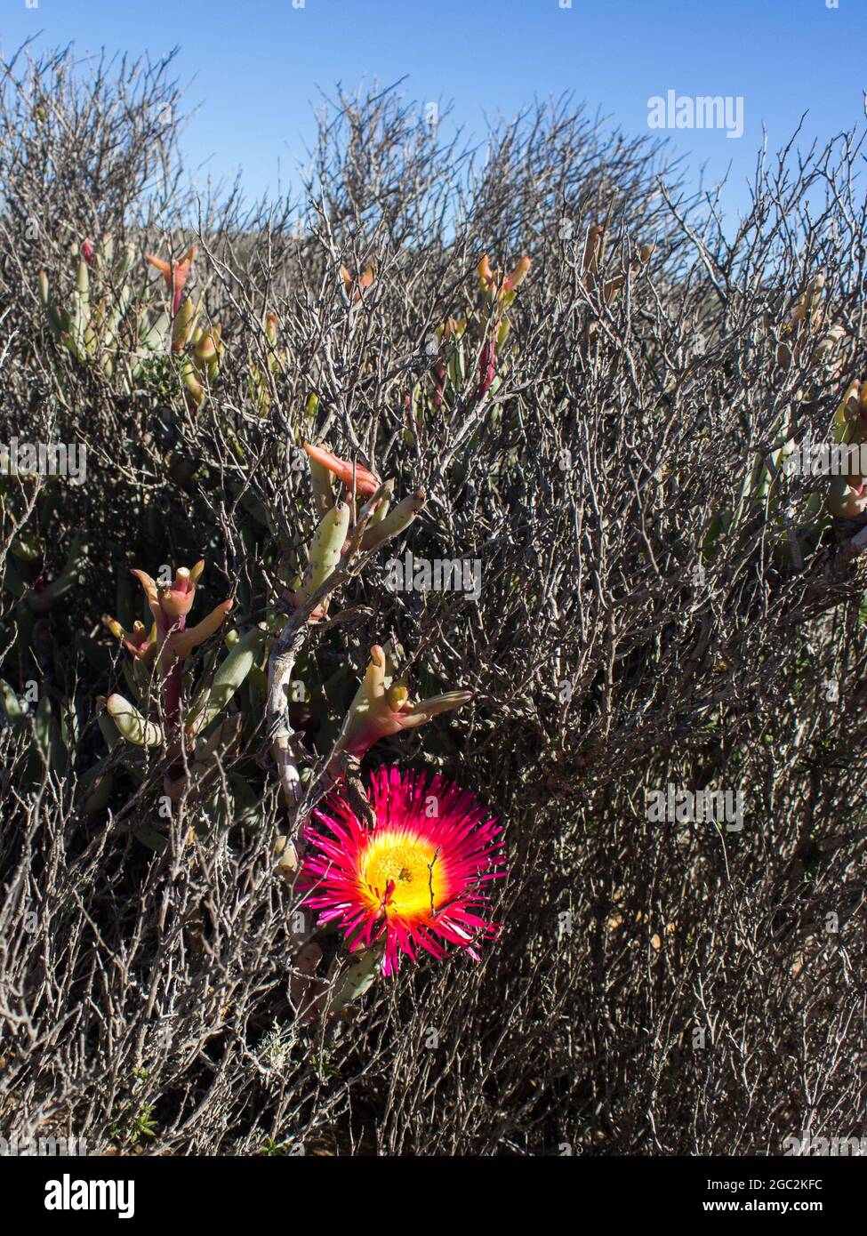 A Giant mat vygie, Cephalophyllum spongiosum, with a large bright pink flower, climbing up into a small dry bush in the strandveld of Namaqualand, SA Stock Photo