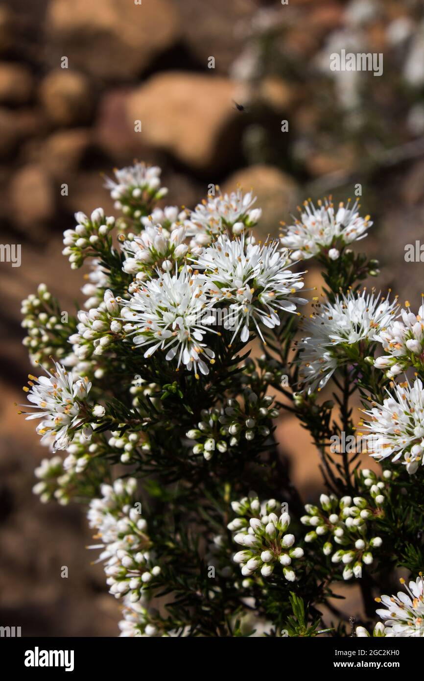 The delicate white clusters of the flowers of Cape Buchu, Agathosma Capensis, photographed on the slopes of the Cederberg Mountains of South Africa Stock Photo
