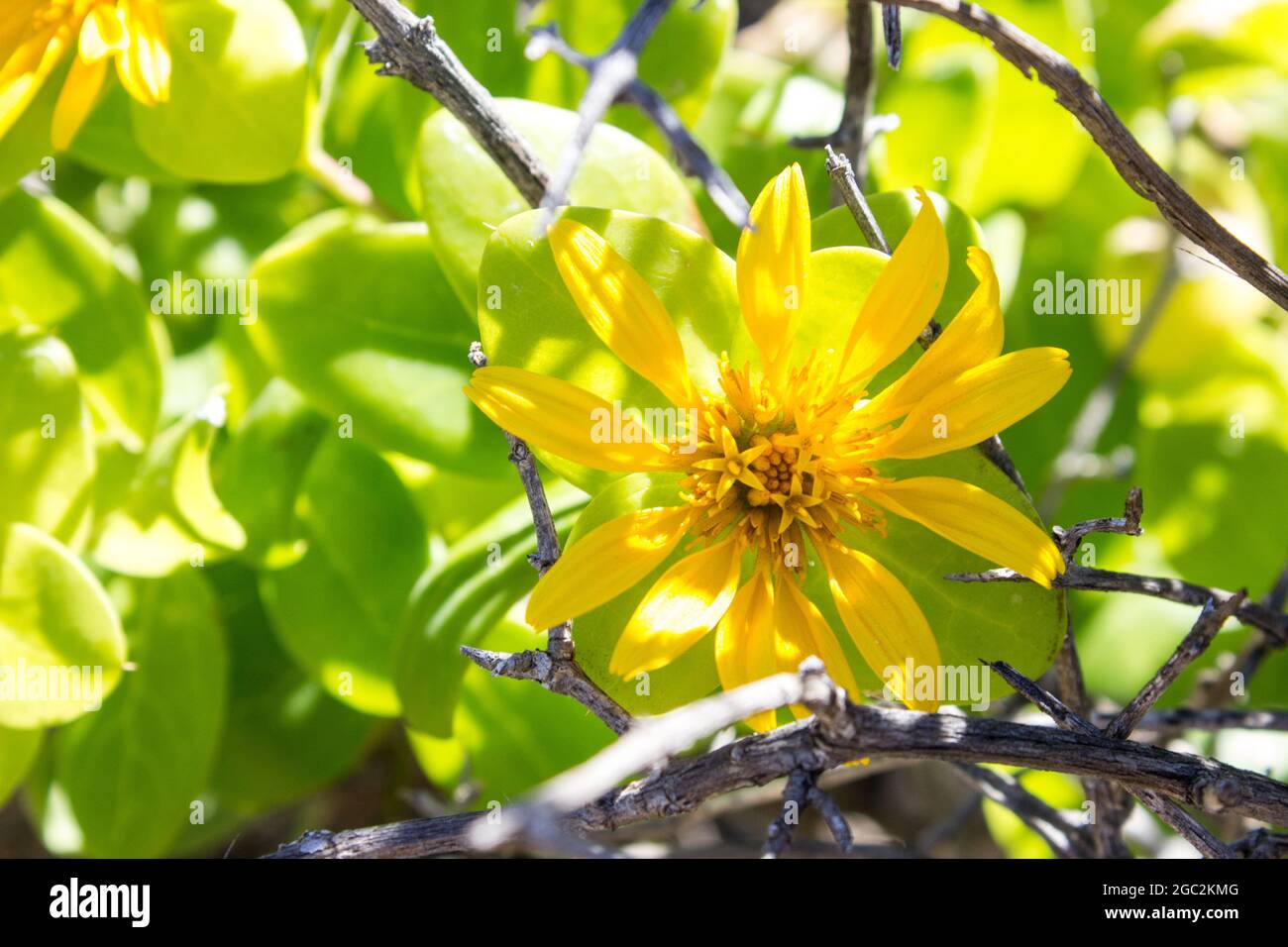 A semi-succulent bush called a Spiny salad bush, Didelta Spinosa, in bloom, in the arid Succulent Karoo Biome of the Goegap Nature Reserve, Springbok Stock Photo