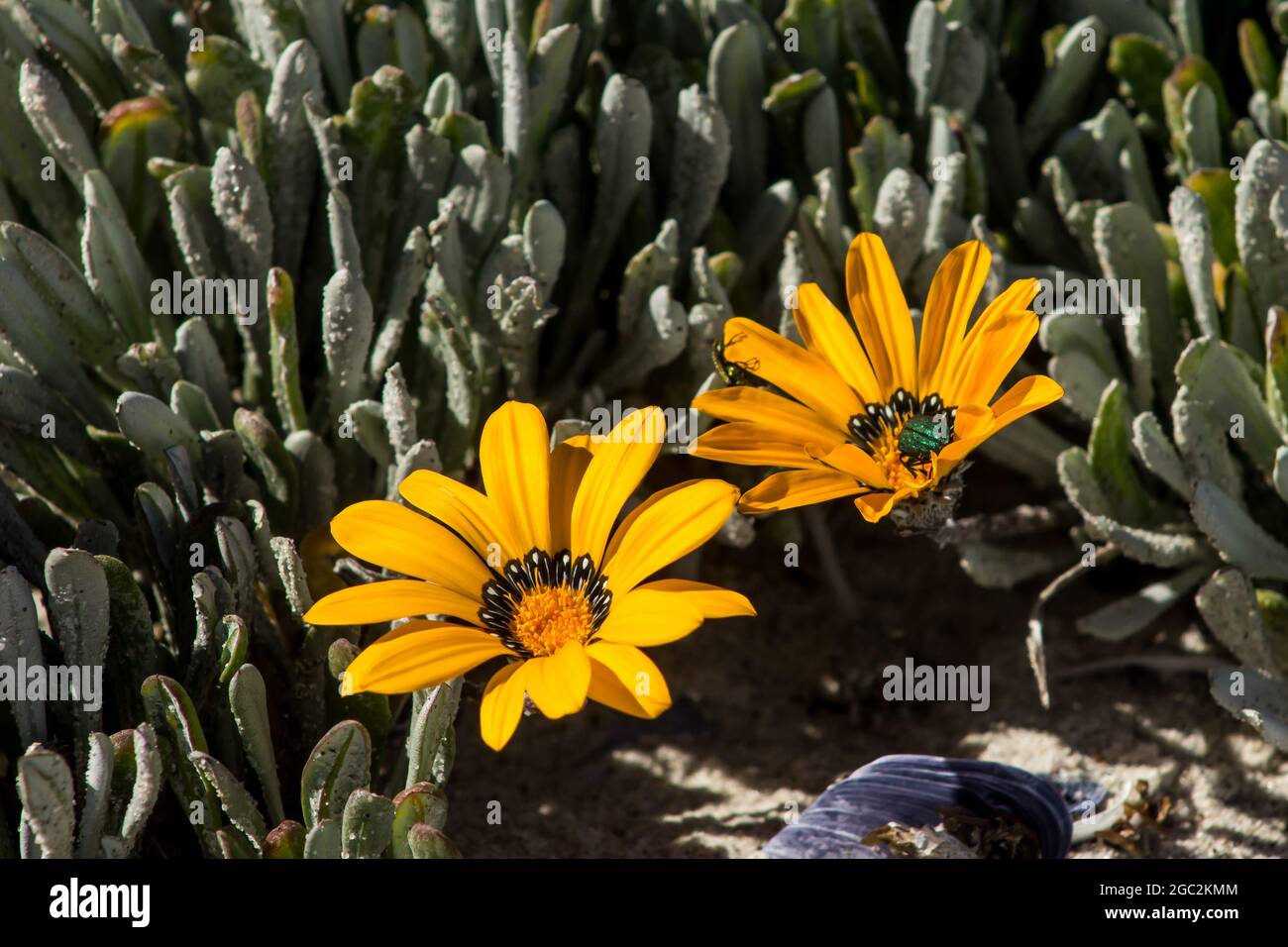 Two golden-yellow  Gazania Splendisima flowers, on the sandy beach of the coastal section of the Namaqua National Park, South Africa Stock Photo