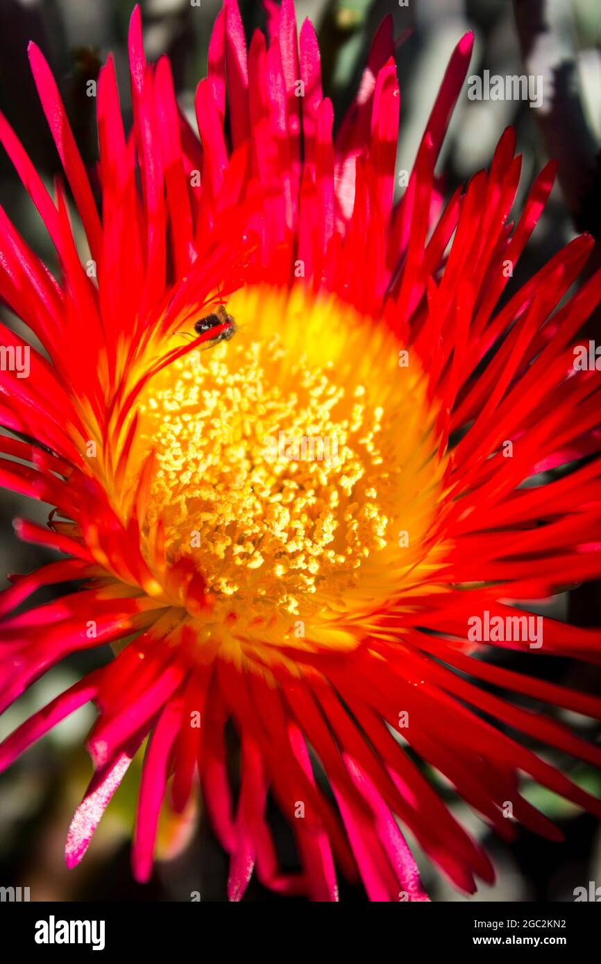Close-up of a Bright Pink and Yellow Giant Mat Vygie, Cephalophyllum spongiosum, in the strandveld Namaqua National Park South Africa Stock Photo
