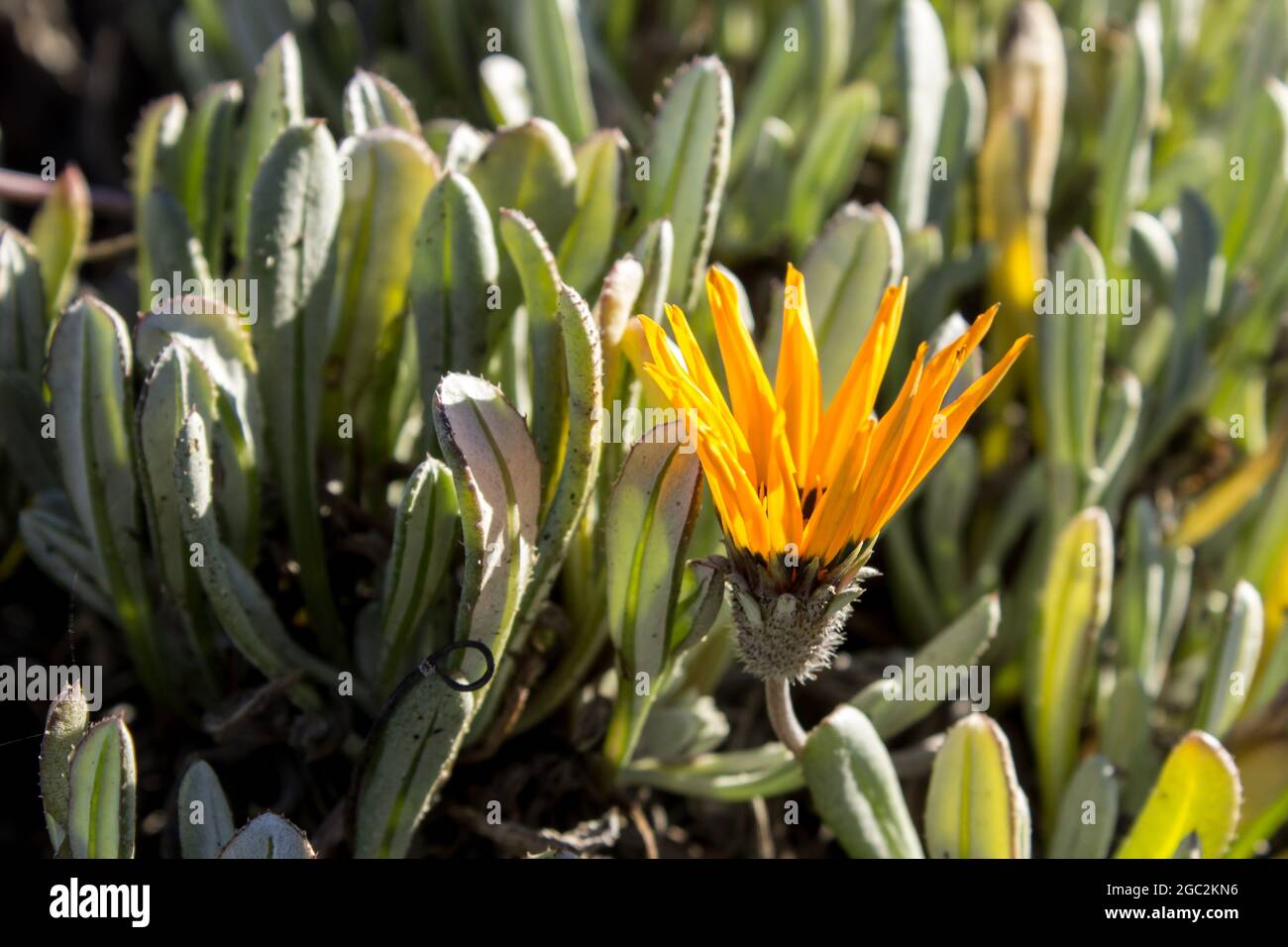 Side view of a partially opened Gazania Splendisima, backlit by the morning sun, in the coastal section of the Namaqua National Park, South Africa. Stock Photo
