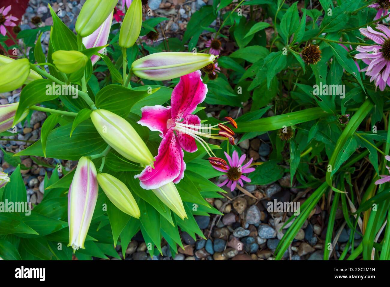 Stargazer lily hires stock photography and images Alamy