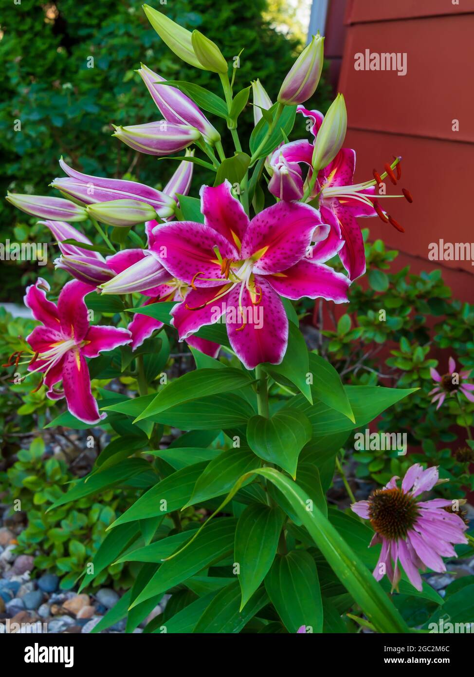 Stargazer lily hires stock photography and images Alamy
