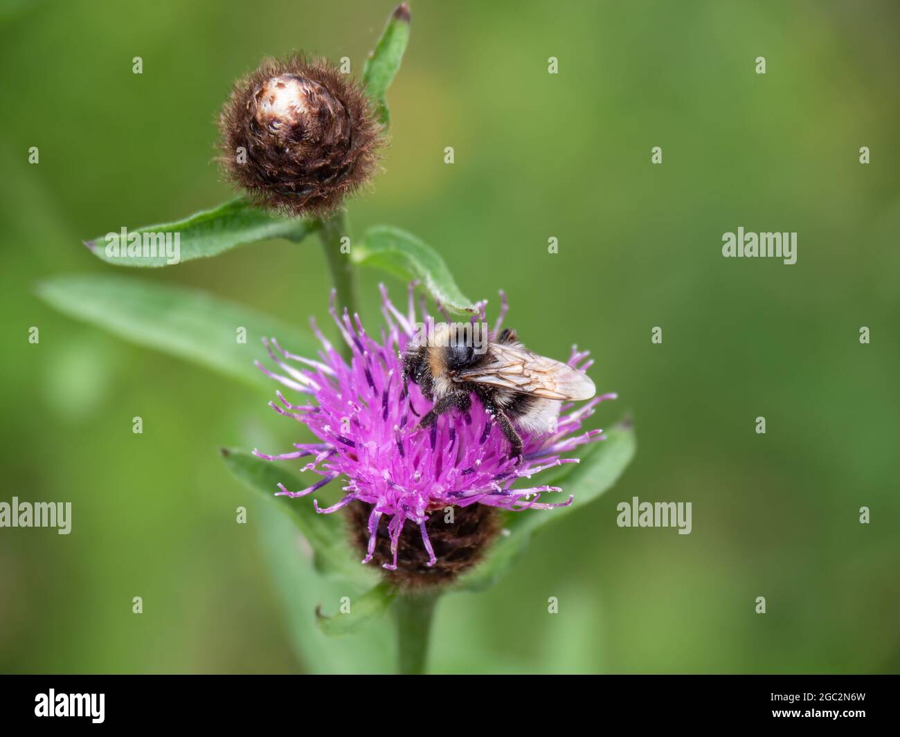 Vestal Cuckoo Bee, Bombus Psithyrus vestalis Stock Photo