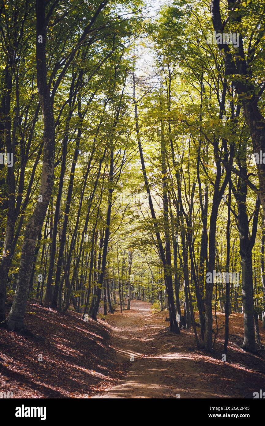 Autumn forest nature. Scenery of nature in fall season. Colorful ...