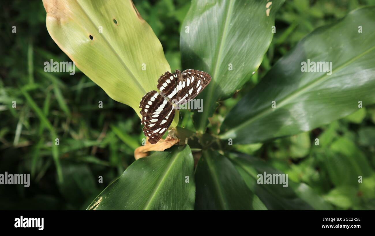 Overhead view of a Common sailor butterfly resting on top of a yellow wild leaf Stock Photo
