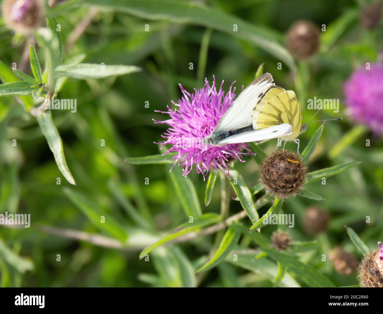 Green veined white butterflies, Pieris napi, mating stem. Stock Photo