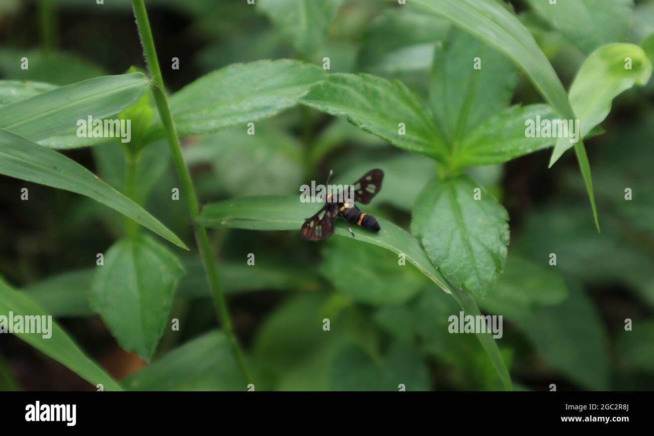 A nine spotted moth (Amata phegea) perched on a grass leaf Stock Photo