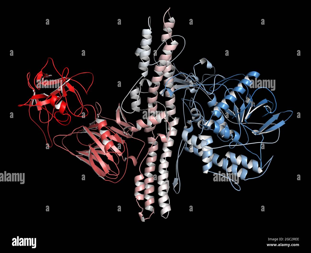Botulinum toxin neurotoxic protein, 3D rendering. Produced by Cl Stock Photo