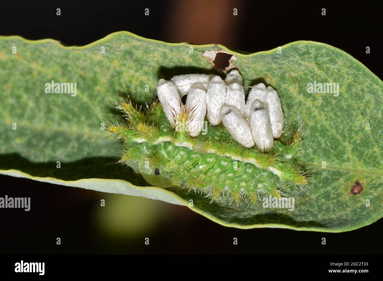 Spiny Oak Slug Caterpillar (Euclea delphinii) with parasitic Brachonid wasp pupa on its back in Houston, TX. Stock Photo