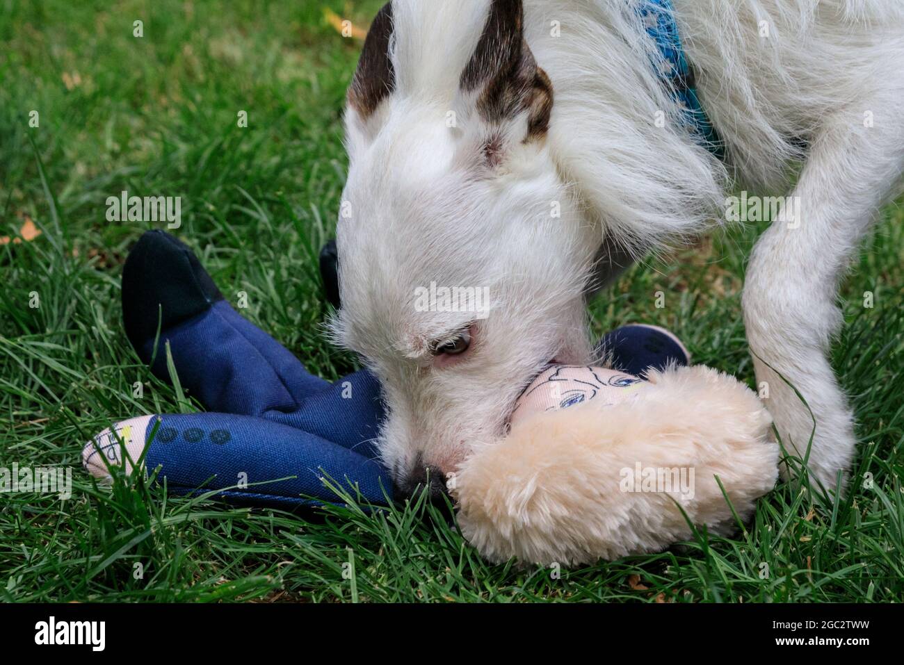 Small white dog chews on Boris Johnson doll dog toy at a Pro European rally in Westminster, London, UK Stock Photo